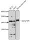 Carcinoembryonic Antigen Related Cell Adhesion Molecule 5 antibody, A0970, ABclonal Technology, Western Blot image 