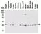 Acidic Nuclear Phosphoprotein 32 Family Member A antibody, NBP2-81794, Novus Biologicals, Western Blot image 