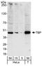 TATA-Box Binding Protein antibody, A301-229A, Bethyl Labs, Western Blot image 