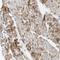 Nebulette antibody, HPA013995, Atlas Antibodies, Immunohistochemistry frozen image 