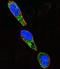 SRC-1 antibody, LS-C161488, Lifespan Biosciences, Immunofluorescence image 