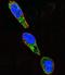 SRC Proto-Oncogene, Non-Receptor Tyrosine Kinase antibody, LS-C161488, Lifespan Biosciences, Immunofluorescence image 