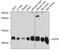 ATP Synthase Membrane Subunit G antibody, GTX66560, GeneTex, Western Blot image 