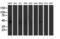 Aminoacylase 1 antibody, M05650, Boster Biological Technology, Western Blot image 