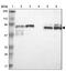 Tripartite Motif Containing 25 antibody, NBP1-84891, Novus Biologicals, Western Blot image 