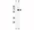 Alkaline Phosphatase, Biomineralization Associated antibody, F44129-0.4ML, NSJ Bioreagents, Flow Cytometry image 