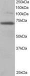 Ran GTPase Activating Protein 1 antibody, GTX22081, GeneTex, Western Blot image 