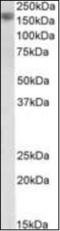 Epidermal Growth Factor antibody, orb375650, Biorbyt, Western Blot image 