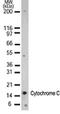 Cytochrome C, Somatic antibody, 49-765, ProSci, Western Blot image 