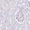 Retinol Dehydrogenase 16 antibody, HPA038518, Atlas Antibodies, Immunohistochemistry frozen image 