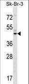 G Protein-Coupled Receptor 87 antibody, LS-C166641, Lifespan Biosciences, Western Blot image 