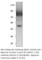 Myocilin antibody, MYO-101AP, FabGennix, Western Blot image 