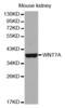 Wnt Family Member 7A antibody, abx004155, Abbexa, Western Blot image 