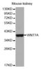 Protein Wnt-7a antibody, abx004155, Abbexa, Western Blot image 