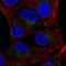 CD319 antibody, PA5-66409, Invitrogen Antibodies, Immunofluorescence image 