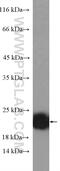 p21 antibody, 10355-1-AP, Proteintech Group, Western Blot image 