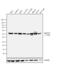 Heterogeneous Nuclear Ribonucleoprotein K antibody, GTX15882, GeneTex, Western Blot image 