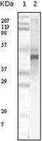 Apolipoprotein A5 antibody, 32-109, ProSci, Enzyme Linked Immunosorbent Assay image 