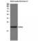 Cytochrome C Oxidase Subunit 4I2 antibody, LS-C382861, Lifespan Biosciences, Western Blot image 