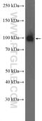 Transportin 2 antibody, 17831-1-AP, Proteintech Group, Western Blot image 