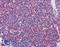 Interleukin 7 Receptor antibody, LS-B2831, Lifespan Biosciences, Immunohistochemistry frozen image 