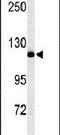 NEDD4 E3 Ubiquitin Protein Ligase antibody, PA5-26930, Invitrogen Antibodies, Western Blot image 