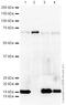 REST Corepressor 1 antibody, ab32631, Abcam, Western Blot image 