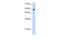 REST Corepressor 1 antibody, PA5-41564, Invitrogen Antibodies, Western Blot image 