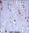 Potassium voltage-gated channel subfamily C member 1 antibody, PA5-71901, Invitrogen Antibodies, Immunohistochemistry paraffin image 