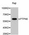 Protein Tyrosine Phosphatase Non-Receptor Type 6 antibody, abx125385, Abbexa, Western Blot image 