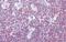 BTB Domain And CNC Homolog 2 antibody, PA5-41624, Invitrogen Antibodies, Immunohistochemistry frozen image 