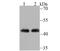 Actin Like 6A antibody, A05553-1, Boster Biological Technology, Western Blot image 