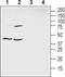 Ephrin B1 antibody, PA5-77395, Invitrogen Antibodies, Western Blot image 