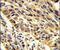 Thyroid Hormone Receptor Interactor 13 antibody, PA5-12461, Invitrogen Antibodies, Immunohistochemistry frozen image 