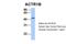 Actin Related Protein 1B antibody, 30-794, ProSci, Western Blot image 