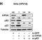 Cell Proliferation Regulating Inhibitor Of Protein Phosphatase 2A antibody, NB110-59722, Novus Biologicals, Western Blot image 