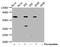 Protein Tyrosine Phosphatase Non-Receptor Type 11 antibody, CSB-RA019025A542phHU, Cusabio, Western Blot image 