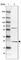 MIF4G Domain Containing antibody, HPA051222, Atlas Antibodies, Western Blot image 