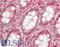 IgG1 antibody, LS-B14139, Lifespan Biosciences, Immunohistochemistry paraffin image 