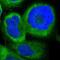 NME2 antibody, NBP1-80992, Novus Biologicals, Immunocytochemistry image 