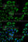 Transcobalamin-1 antibody, A6414, ABclonal Technology, Immunofluorescence image 