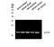 Interleukin 1 Family Member 10 antibody, STJ97678, St John