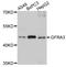 GDNF Family Receptor Alpha 3 antibody, STJ23777, St John