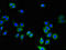 Leupaxin antibody, LS-C396904, Lifespan Biosciences, Immunofluorescence image 