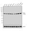 Tubulin Alpha 8 antibody, MA5-17193, Invitrogen Antibodies, Western Blot image 