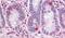 Semaphorin 4B antibody, PA5-33017, Invitrogen Antibodies, Immunohistochemistry frozen image 