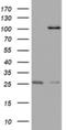MYCBP Associated And Testis Expressed 1 antibody, NBP2-45449, Novus Biologicals, Immunohistochemistry frozen image 
