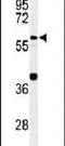 Cell Division Cycle 45 antibody, PA5-26878, Invitrogen Antibodies, Western Blot image 