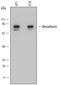 Metadherin antibody, MAB7180, R&D Systems, Western Blot image 