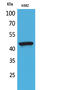 Purinergic Receptor P2X 3 antibody, A05861-2, Boster Biological Technology, Western Blot image 